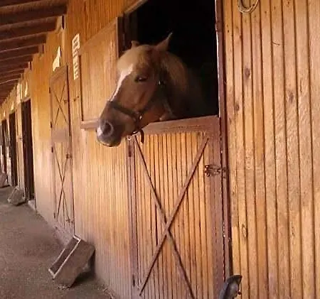 Equestrian And Club